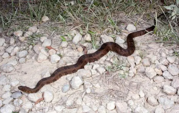 Brown Water Snake