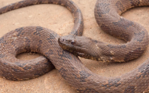 Brown Water Snake: The Amazing Aquatic Predator - Reptile Craze
