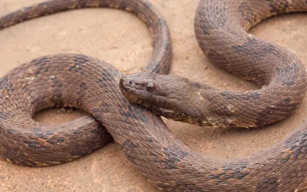 Brown Water Snake