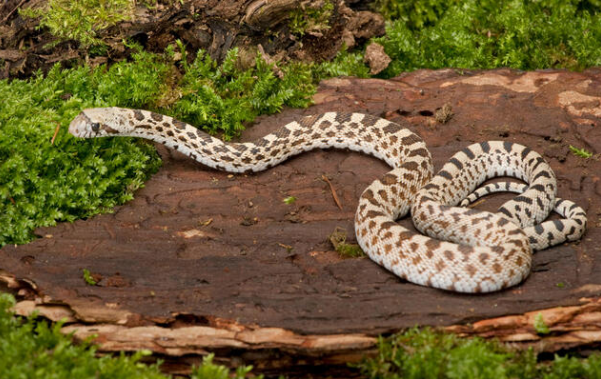 bullsnake