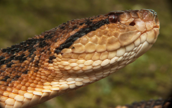 Bushmaster Snake