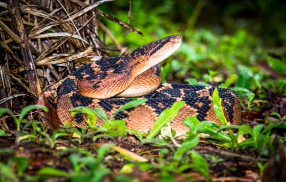 Bushmaster Snake