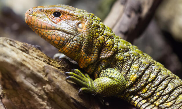 caiman lizard