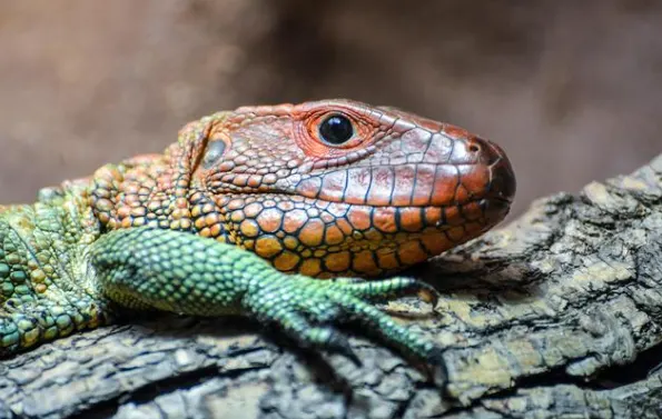 caiman lizard