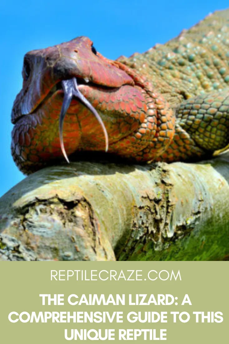 Caiman lizard