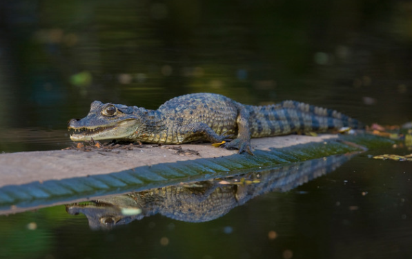 Caimans