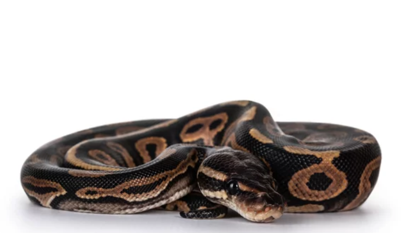 Cinnamon Ball Python