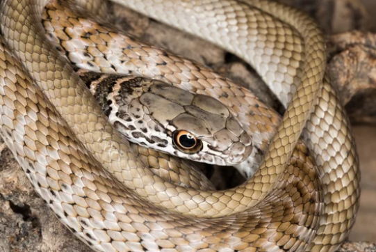 Coachwhip Snake