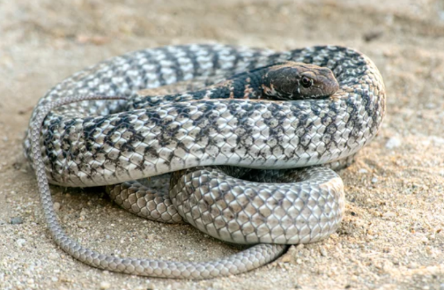 The Coachwhip Snake: A Fascinating and Misunderstood Reptile - Reptile ...