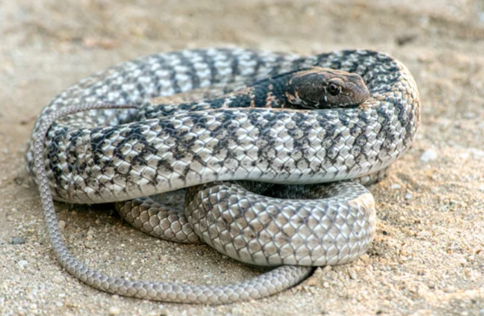 Coachwhip Snake