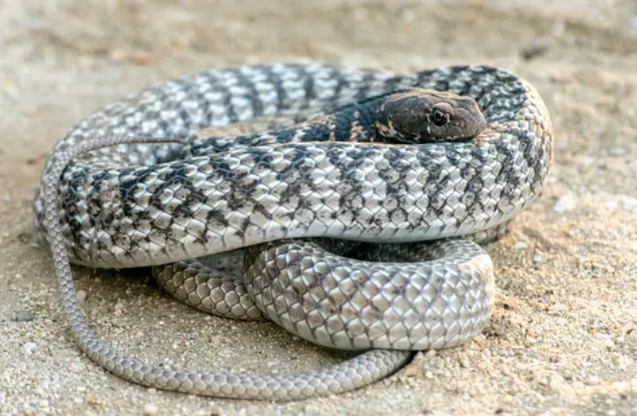 Coachwhip Snake