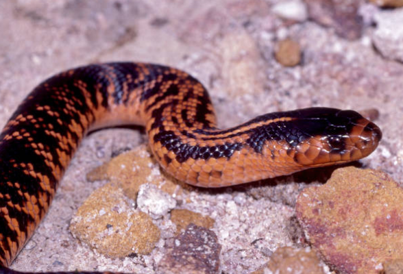 Collett's Snake