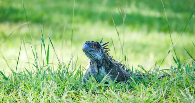 blue iguana