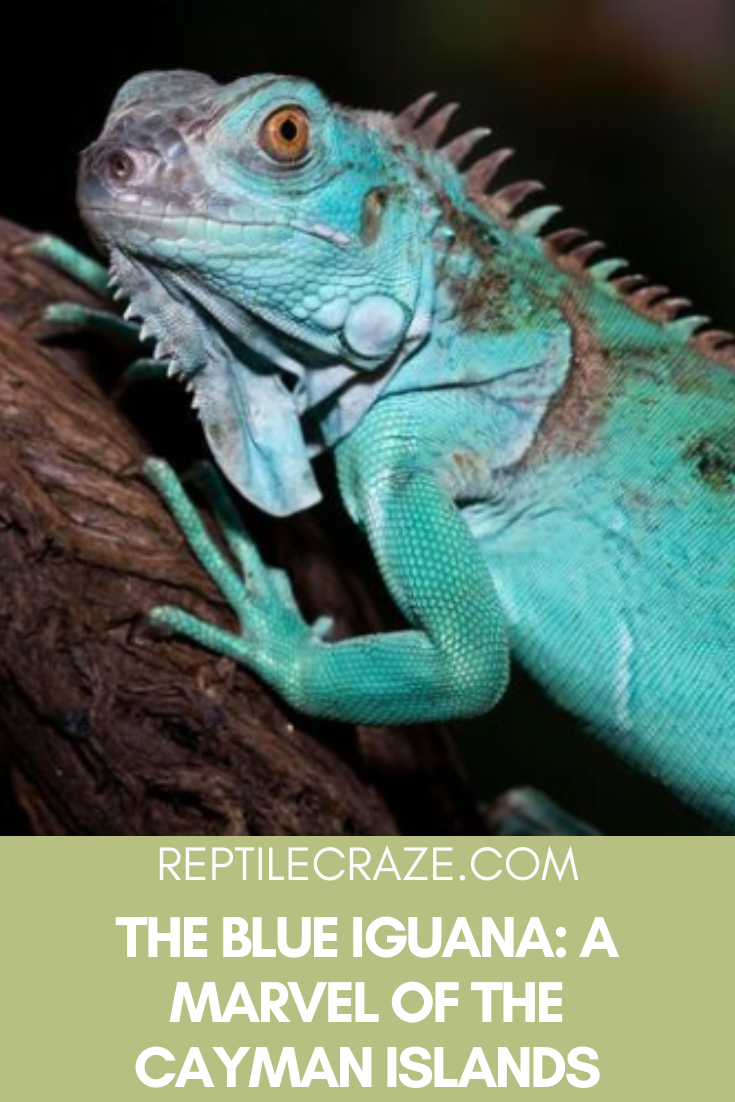 blue iguana