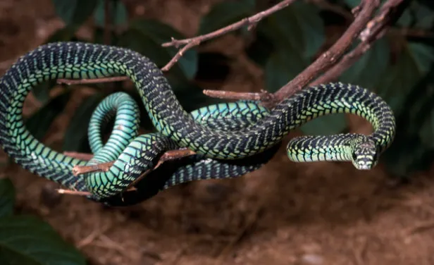 boomslang