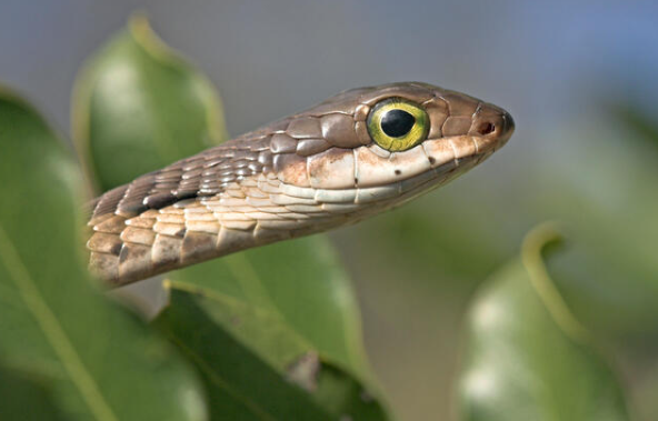 boomslang