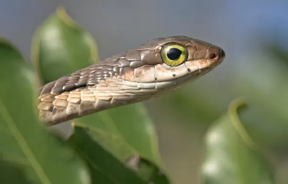 boomslang