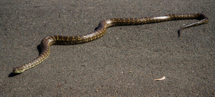 carpet python