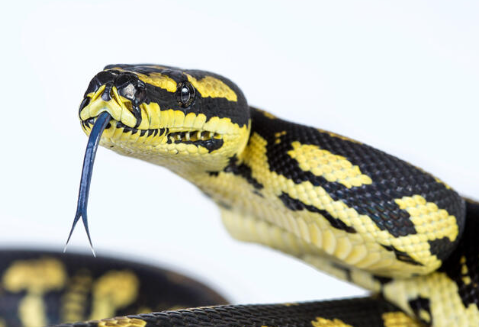 carpet python