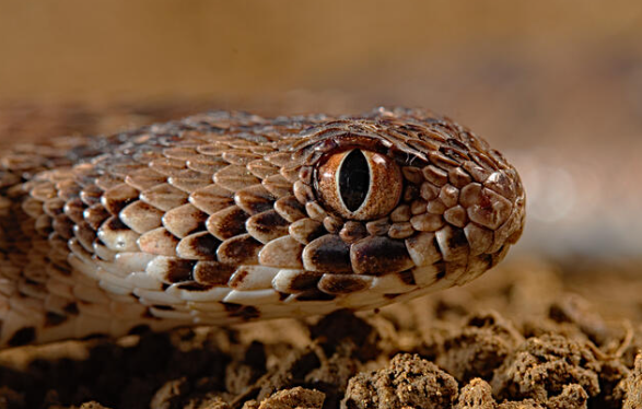 carpet viper