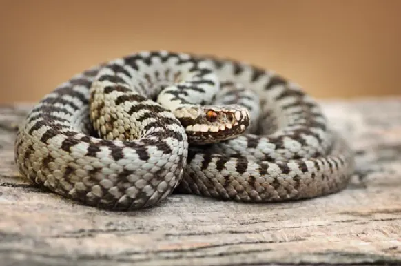 Common European Adder