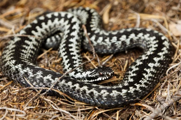 Common European Adder