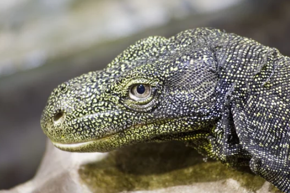 Crocodile Monitor