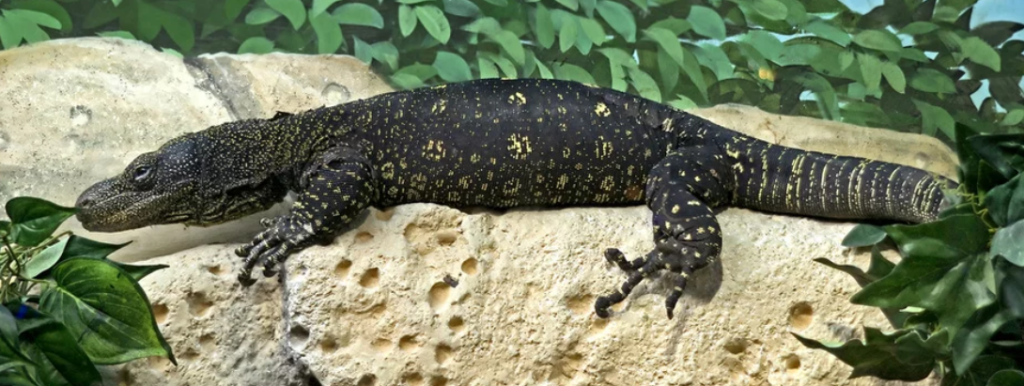 Crocodile Monitor