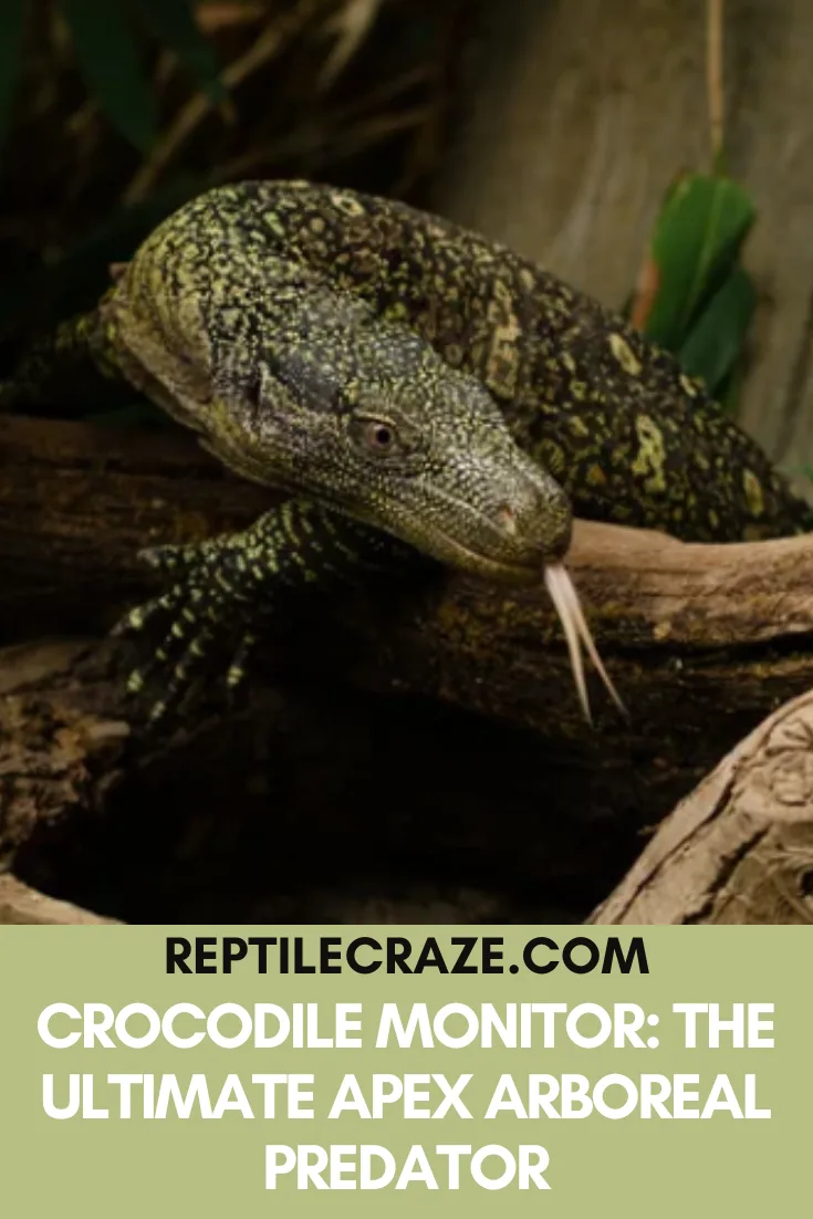 Crocodile Monitor