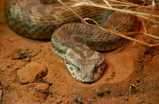 Death Adder: The Stealthy Predator of Australia - Reptile Craze