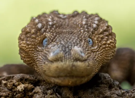 earless monitor lizard