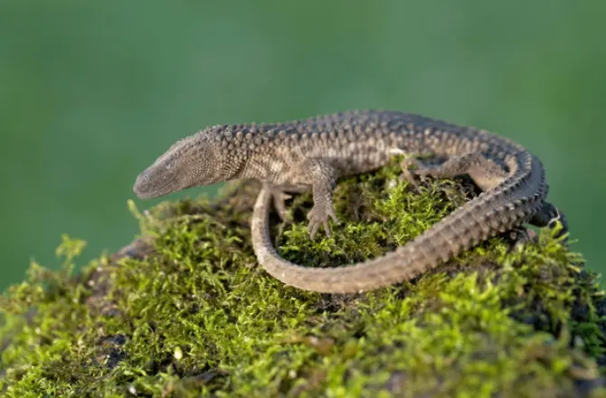 earless monitor lizard