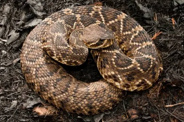 Eastern Diamondback Rattlesnake