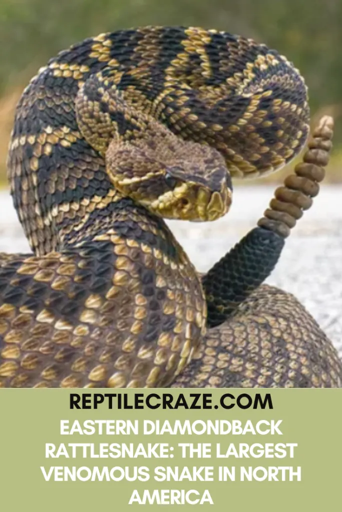 Eastern Diamondback Rattlesnake