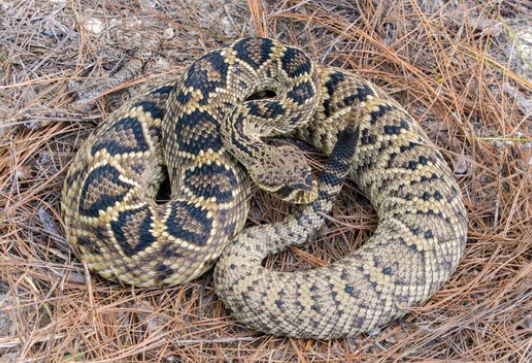 Eastern Diamondback Rattlesnake