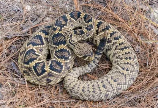 Eastern Diamondback Rattlesnake