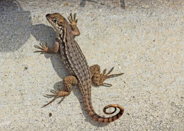 Eastern Fence Lizard