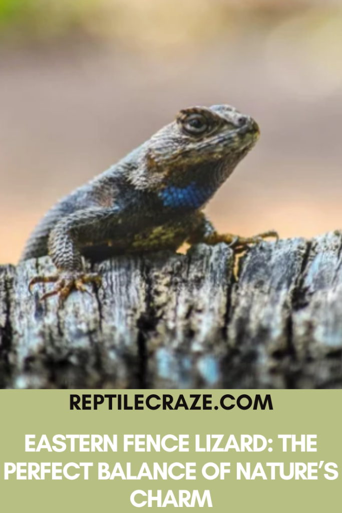 Eastern Fence Lizard