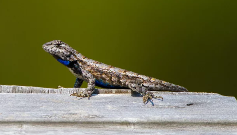 Eastern Fence Lizard