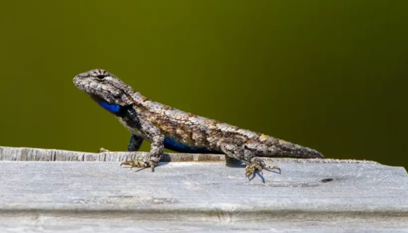 Eastern Fence Lizard