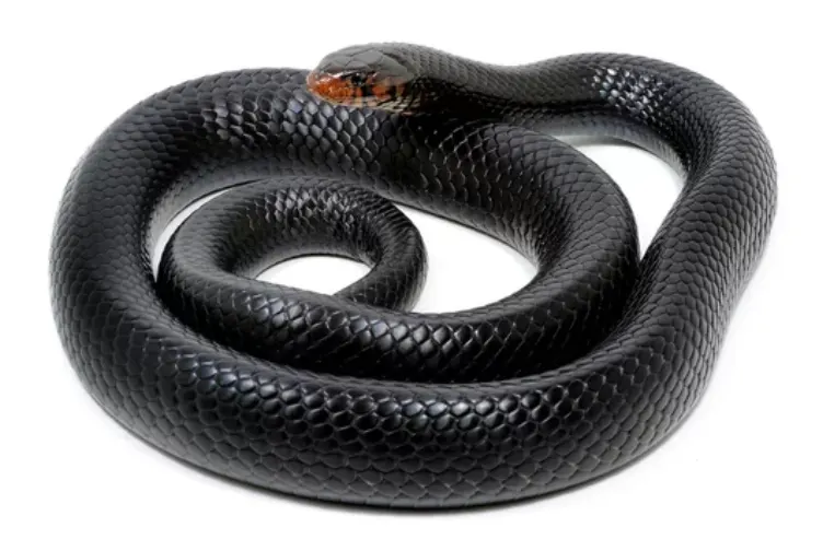 Eastern Indigo Snake