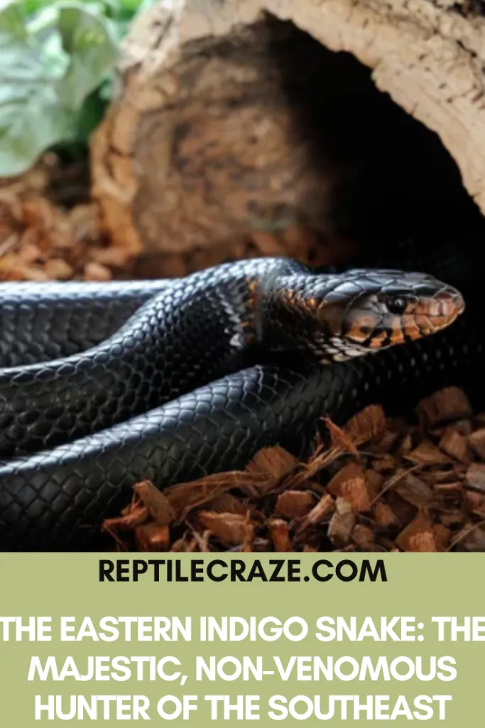 Eastern Indigo Snake