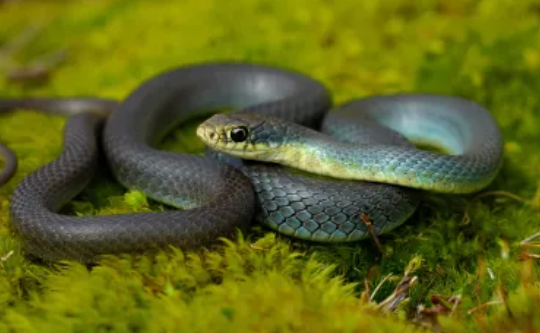 Eastern Racer