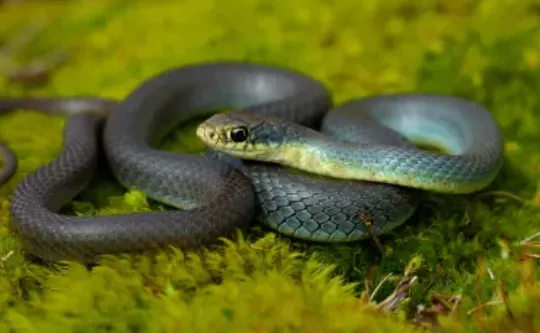 Eastern Racer: The Fast and Agile Snake - Reptile Craze