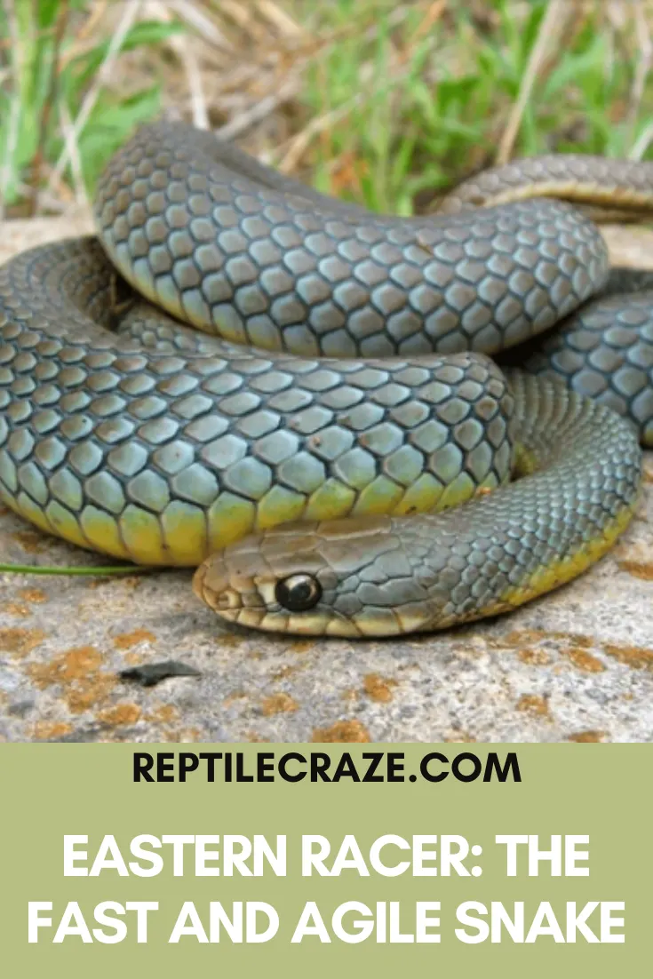 Eastern Rat Snake: Nature's Pest Control and Fascinating Reptile ...