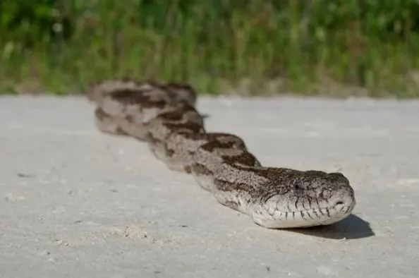 Eastern Rat Snake