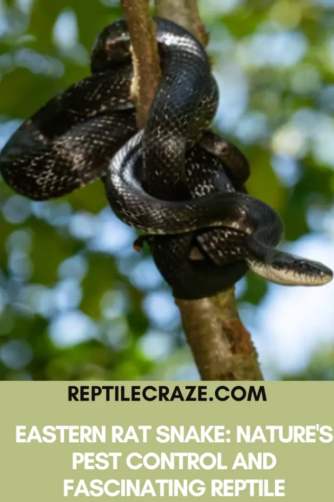 Eastern Rat Snake