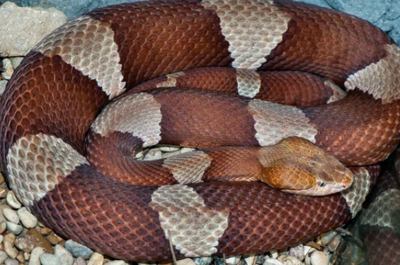 Copperhead