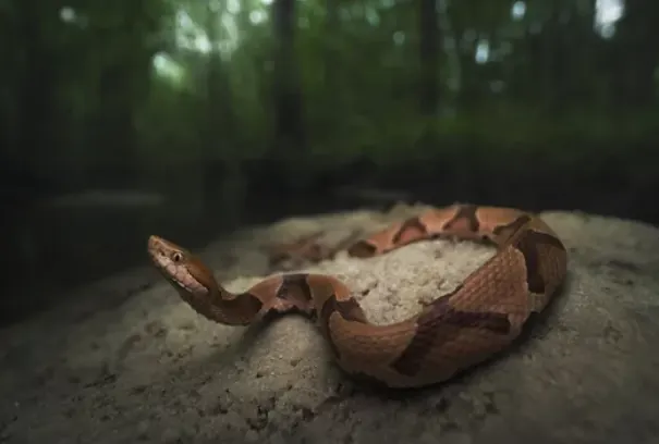 Copperhead