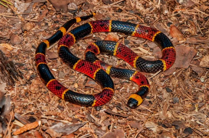 coral snake